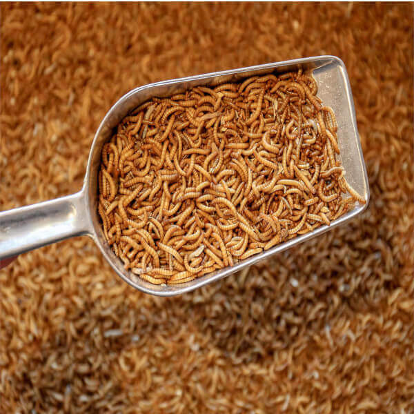 Getrocknete Mehlwürmer – Natürliches, proteinreiches Futtermittel 🦎🐦🐠 - LECKERinsekt