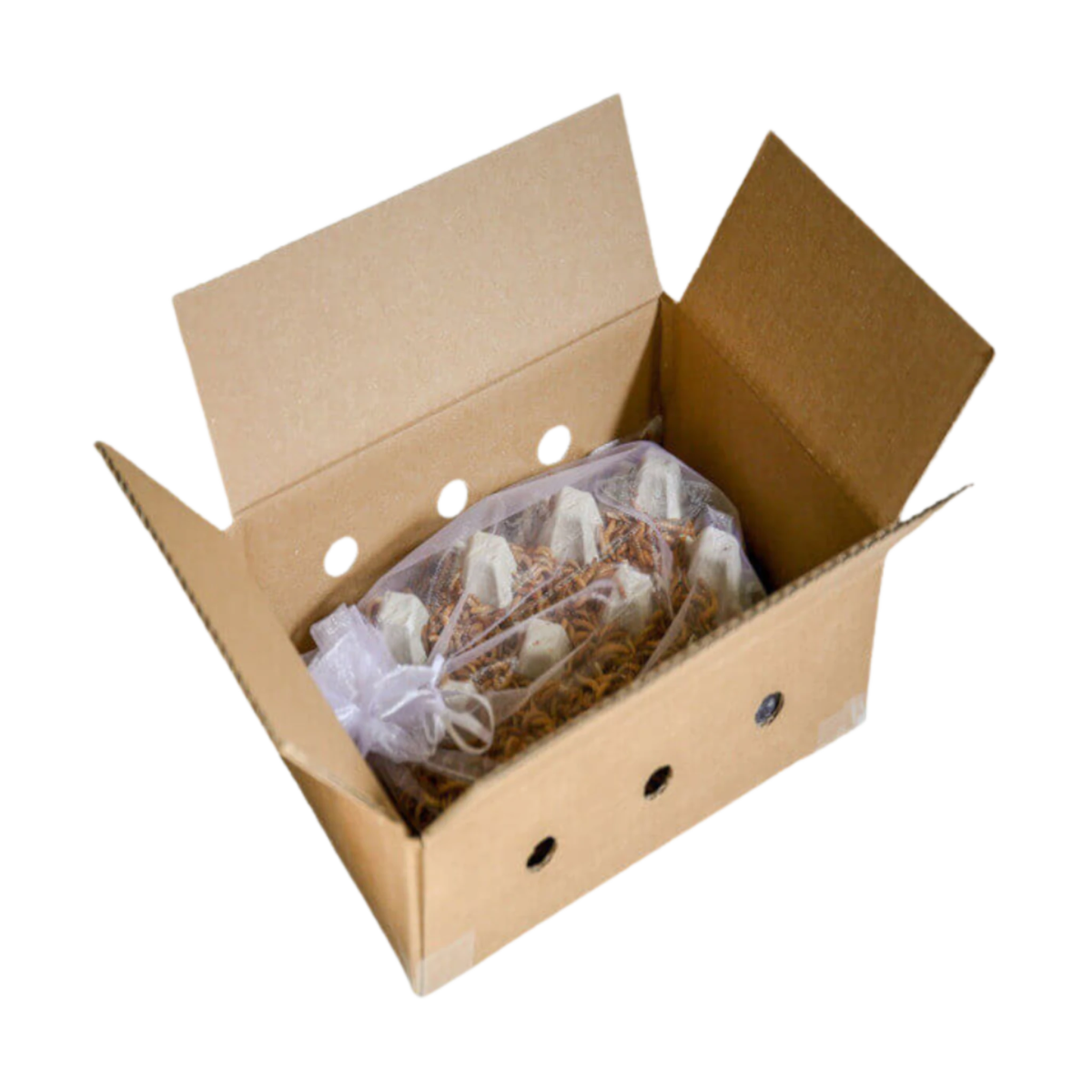 Starter - Kit 'COMFORT' – Der perfekte Einstieg in die Mehlwurmzucht - LECKERinsekt
