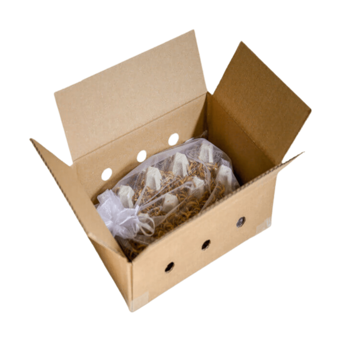 Starter - Kit 'COMFORT' – Der perfekte Einstieg in die Mehlwurmzucht - LECKERinsekt