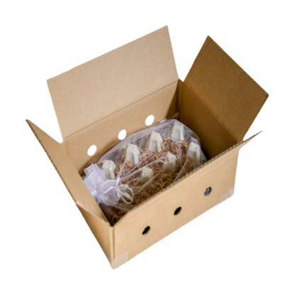 Starter - Kit 'COMFORT' – Der perfekte Einstieg in die Mehlwurmzucht - LECKERinsekt