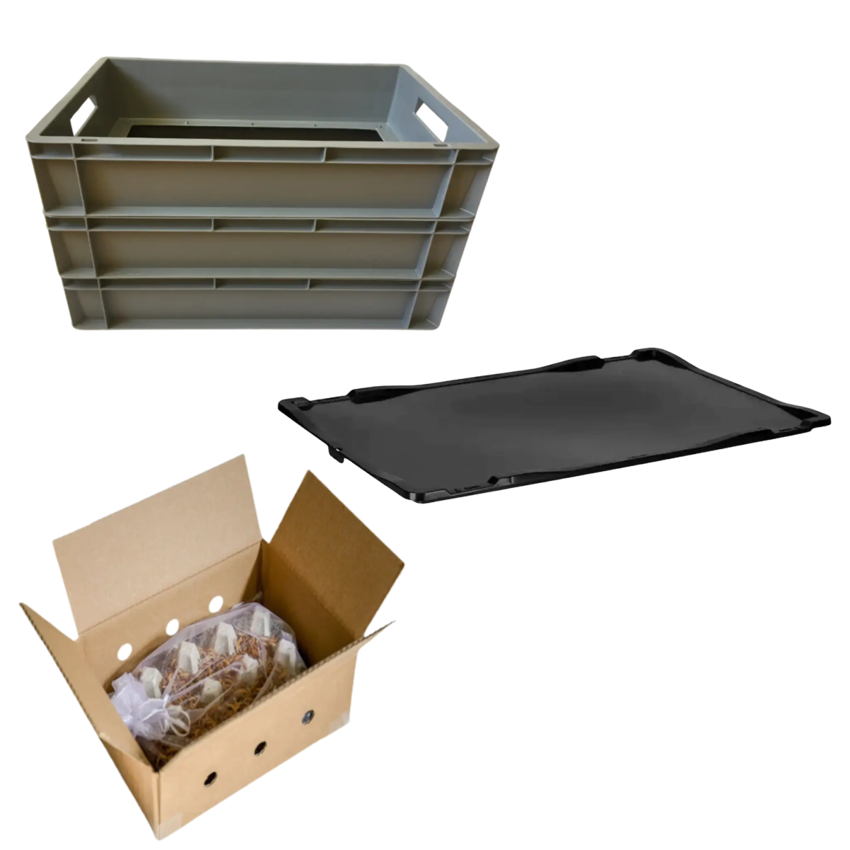 Starter - Kit 'COMFORT' für die Mehlwurmzucht - LECKERinsekt